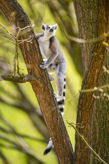 Ring-tailed lemur (Lemur catta) climbing in a tree, captive, Germany