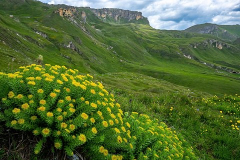 Rhodiola (Rhodiola rosea), Heiligenblut, Carinthia, Austria