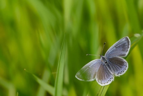 Cupid argiades, short-tailed blue, butterfly, insects, butterflies, short-tailed blue, butterflies,