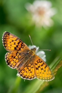 Brenthis Ino, Lesser Marbled Fritillary, Meadowsweet Pearl Butterfly, Purple Silver Butterfly, High