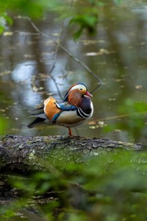 Colourful mandarin ducks on a tree trunk in calm water, surrounded by green countryside, mandarin