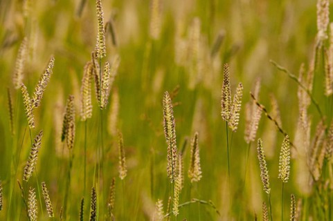 Cynosurus cristatus, worsted grass, poaceae, sweet grass, meadow crest grass, crested dog's-tail,