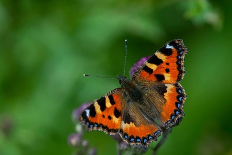 Aglais urticae, little fox, nymphalis urticae, small tortoiseshell, butterfly, insects, butterfly,