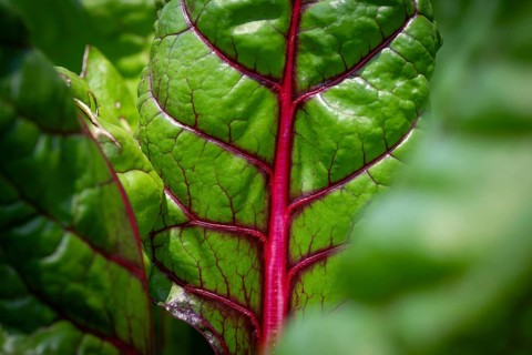 Swiss chard leaf (Beta vulgaris), vegetable patch, Chelsea Physic Garden, Chelsea, England, United