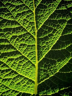Detailed view of a green leaf with prominent texture and veins, macro image, Franconian Forest