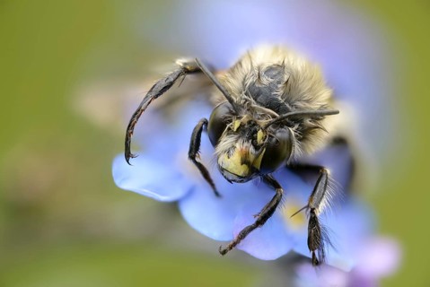 Anthophora acervorum, anthophora plumipes, apidae, bees, spring fur bee, common fur bee,