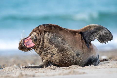 Grey seal (Halichoerus grypus), North Sea, Heligoland, Schleswig-Holstein, Germany