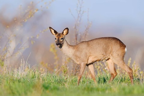European roe deer (Capreolus capreolus), doe in spring, North Rhine-Westphalia, Germany