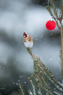 European goldfinch (Carduelis carduelis) adult garden bird on a Christmas tree in snow in winter,