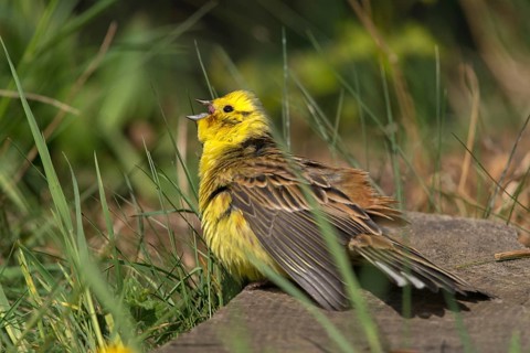 Emberiza Citrinella, Yellowhammer, Yellowhammer, Bath, Birds, Male, Passeri, Songbirds, Songbirds,