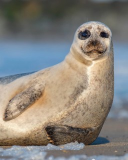 Seal (Phoca vitulina), North Sea, Heligoland, Schleswig-Holstein, Germany
