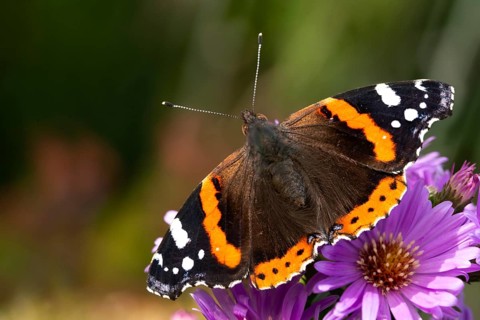 Admiral, Red Admiral, Vanessa Atalanta, butterfly, insects, butterflies, butterflies