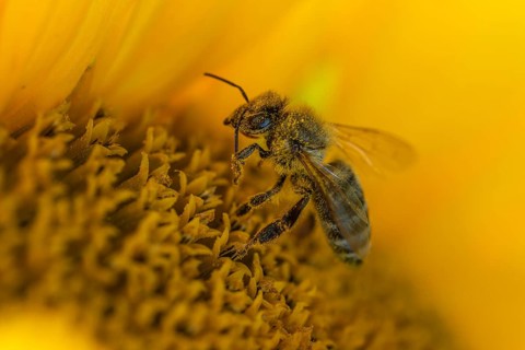 Daytime horizontal macro side-view of a single honey bee (Apis mellifera) covered in golden pollen