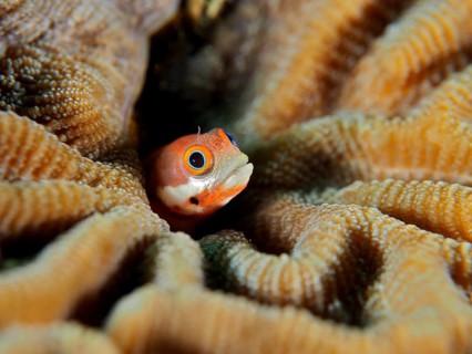 Spotted pine slimefish (Acanthemblemaria rivasi), a slimefish peering out from the folds of the