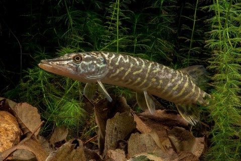Esox Lucius, pike, pike, predatory fish, fishes, northern pike, pisces