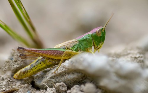 Acrididae, Caelifera, Chorthippus parallelus, field locusts, common grasshoppers, gomphocerinae,