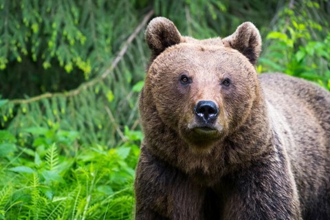 A brown bear standing upright in a lush, green forest, European brown bear (Ursus arctos arctos),