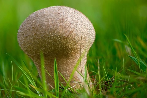 Sacred spore dust, calvatia excipuliformis, large dust, lycoperdone excipuliform, sackbovist,