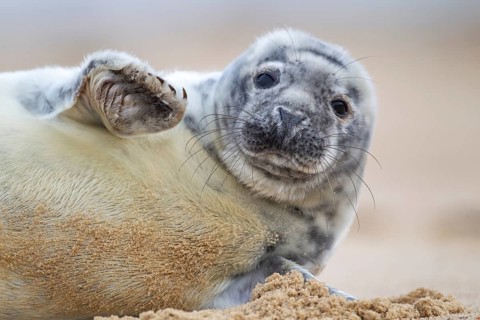 Atlantic grey seal (Halichoerus grypus) juvenile baby pup animal waving on sand of a beach,