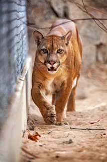 A Cougar displays determination as it runs across sandy ground near a fence. A mountain lion, or