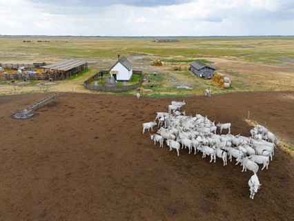 White cattle near a small building on a vast pasture under cloudy sky, aerial view, Hungarian