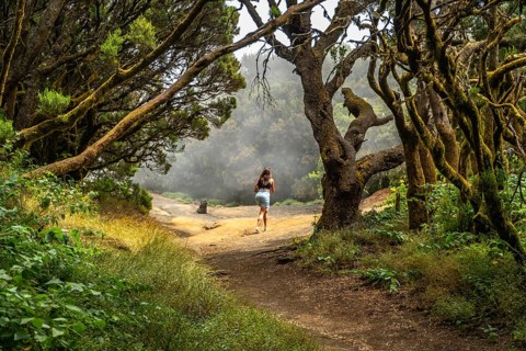 Woman enjoying an outdoor adventure, walking on a winding path through a misty green forest with