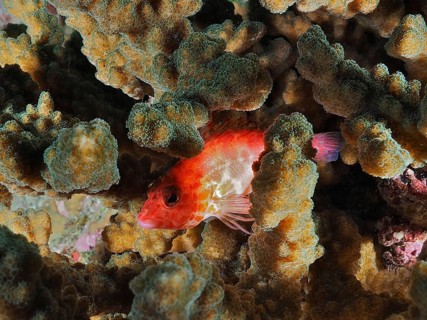 A small red fish, the Coral hawkfish (Cirrhitichthys oxycephalus), is hiding amongst dense coral