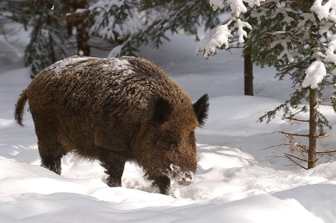 Wild boar in the forest/Keiler/Sus crofa/Wild boar in Wintertime/Germany/Germany, piglet, Germany