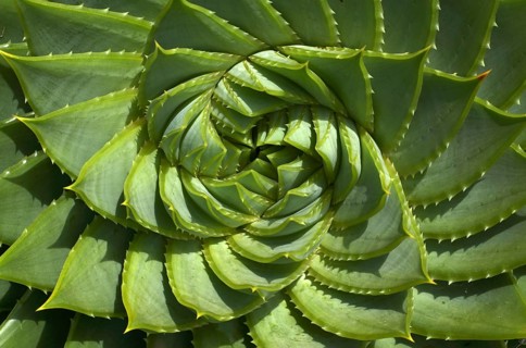 Spiral Aloe, Aloe polyphylla, St Michael's Mount, Cornwall, England, Great Britain, Great Britain