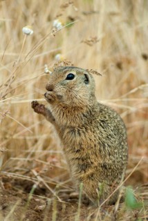 Citellus citellus, European ground squirrel, common ground squirrel, rodents, rodentia, Bulgaria,