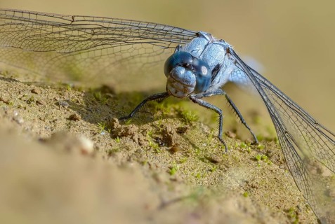 Orthetrum Brunneum, Southern Skimmer, Southern Blue Arrow, Anisoptera, Blue Arrow, Damselflies,