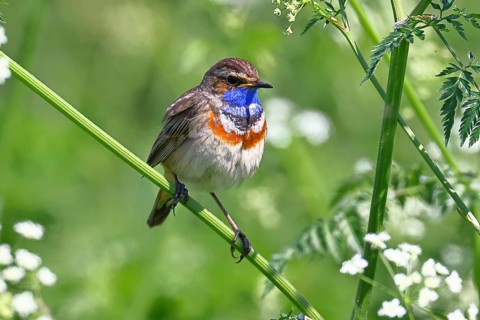 White-starred bluethroat (Luscinia svecica cyanecula), male, perched on wood chervil (Anthriscus