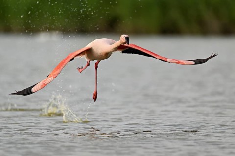 Pink flamingo (Phoenicopterus roseus), taking departure, Camargue Regional Nature Park, southern