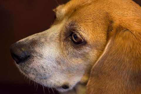 Portrait of a beagle, close up, Baden-Württemberg, Germany