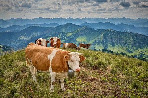 Alpine landscape with beautiful cloudscape on the Hachgrat summit in the Allgäu Alps, Oberstaufen