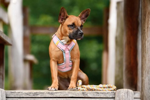 Cute Frennch Bulldog mix dog sitting on wooden plank with pink y-harness