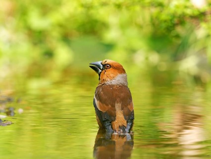 Hawfinch (Coccothraustes coccothraustes), male standing in shallow water, Solms, Hesse, Germany