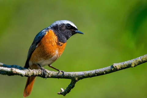 Redtail, Phoenicurus phoenicurus, redstart, birds, garden birds, male, passeri, songbirds, birds