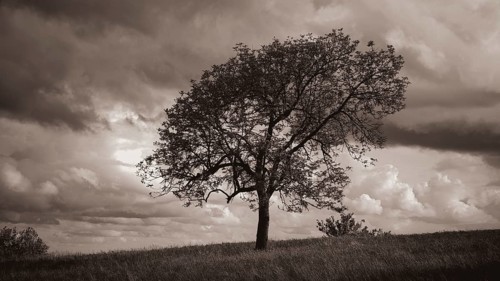 Monochrome, lonely tree on a hill against a dramatic backdrop of clouds, spring in the Franconian