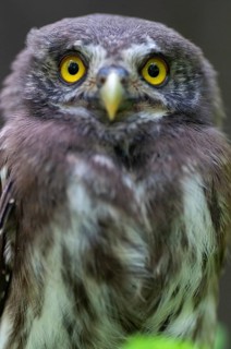 Glaucidium passerinum, pygmy owl, passerine owl, birds, owls, adolescent, high size, portrait,