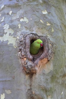 A parrot peeks out curiously from a tree hollow and surveys its surroundings: a ring-necked