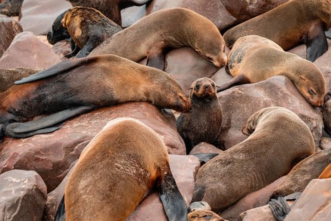 Seal colony, fur seal, Cape fur seal (Arctocephalus pusillus), Cape Cross, Atlantic coast, Namibia