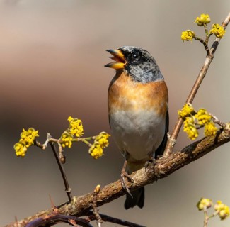 Mountain finch, brambling, fringilla montifringilla, birds, passeri, songbirds, birds