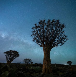 Quiver trees (Aloe dichotoma), night shot with starry sky, quiver tree forest in Garaspark near