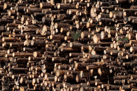 Logs, spruce logs, roundwood, storage, timber industry, Sunndalsøra, Tingvollfjorden, Sunndal