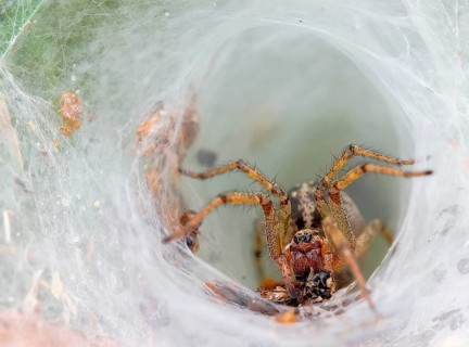 Animals insect spider, spiders, insects, cross spider, garden spider, common spider, Araneus