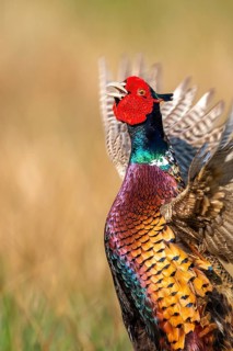 Courting common pheasant, Osterfeine, Lower Saxony, Germany