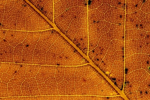 Common beech (Fagus sylvatica) tree close up of an autumn colour leaf, England, United Kingdom
