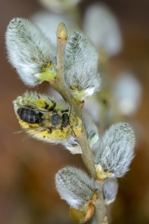 Andrena vaga, Andrenidae, floodplain sand bee, grey-backed mining bee, hymenoptera, sand bee,