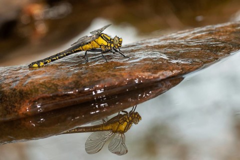 Common club tail, common wedge maid, gomphus vulgatissimus, anisoptera, damselflies, dragonflies,